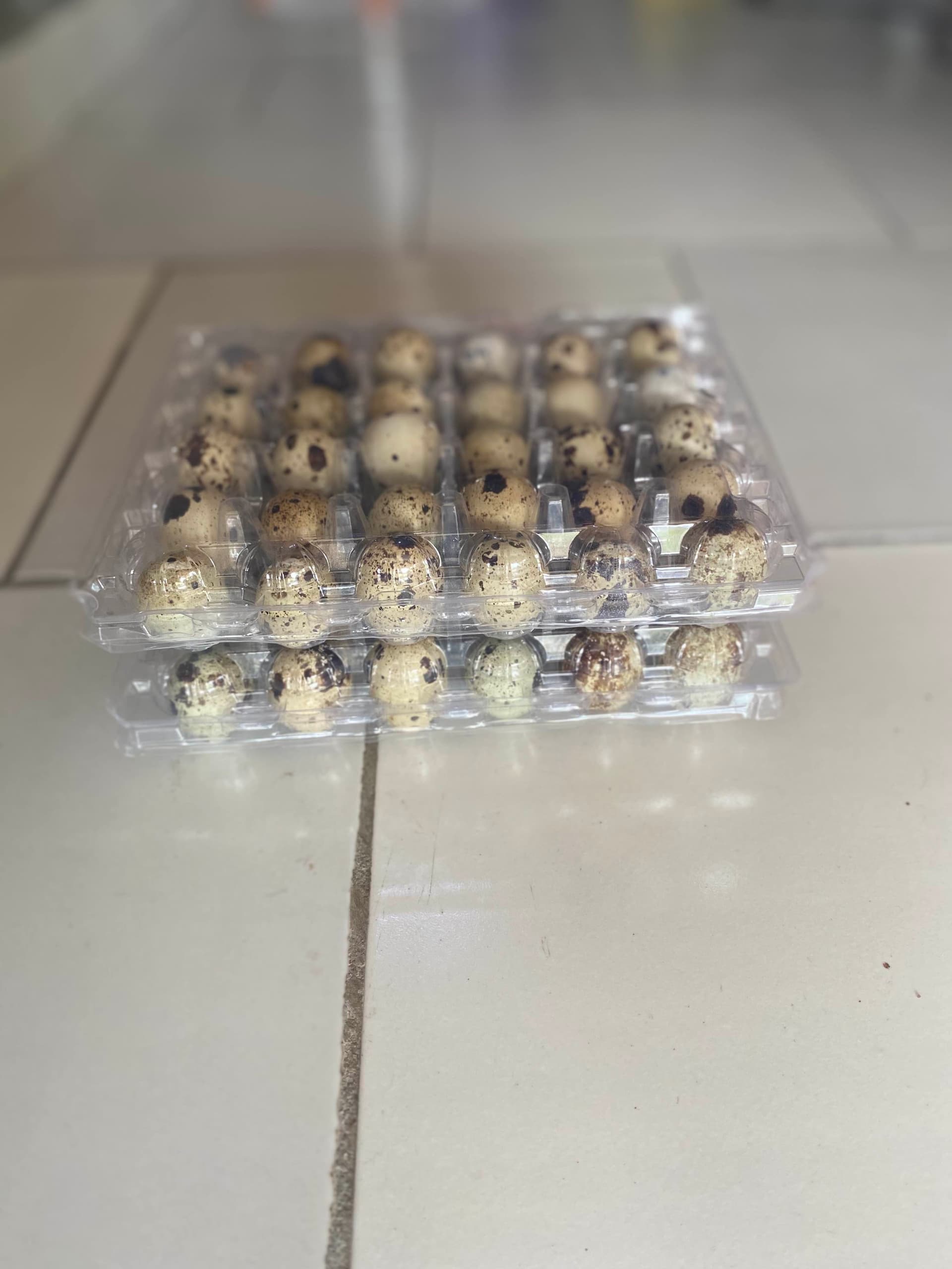 oeufs de caille