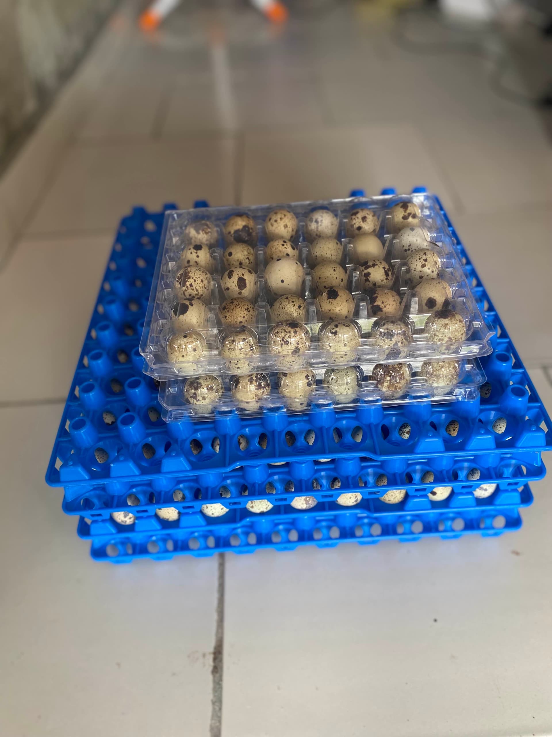 oeufs de caille