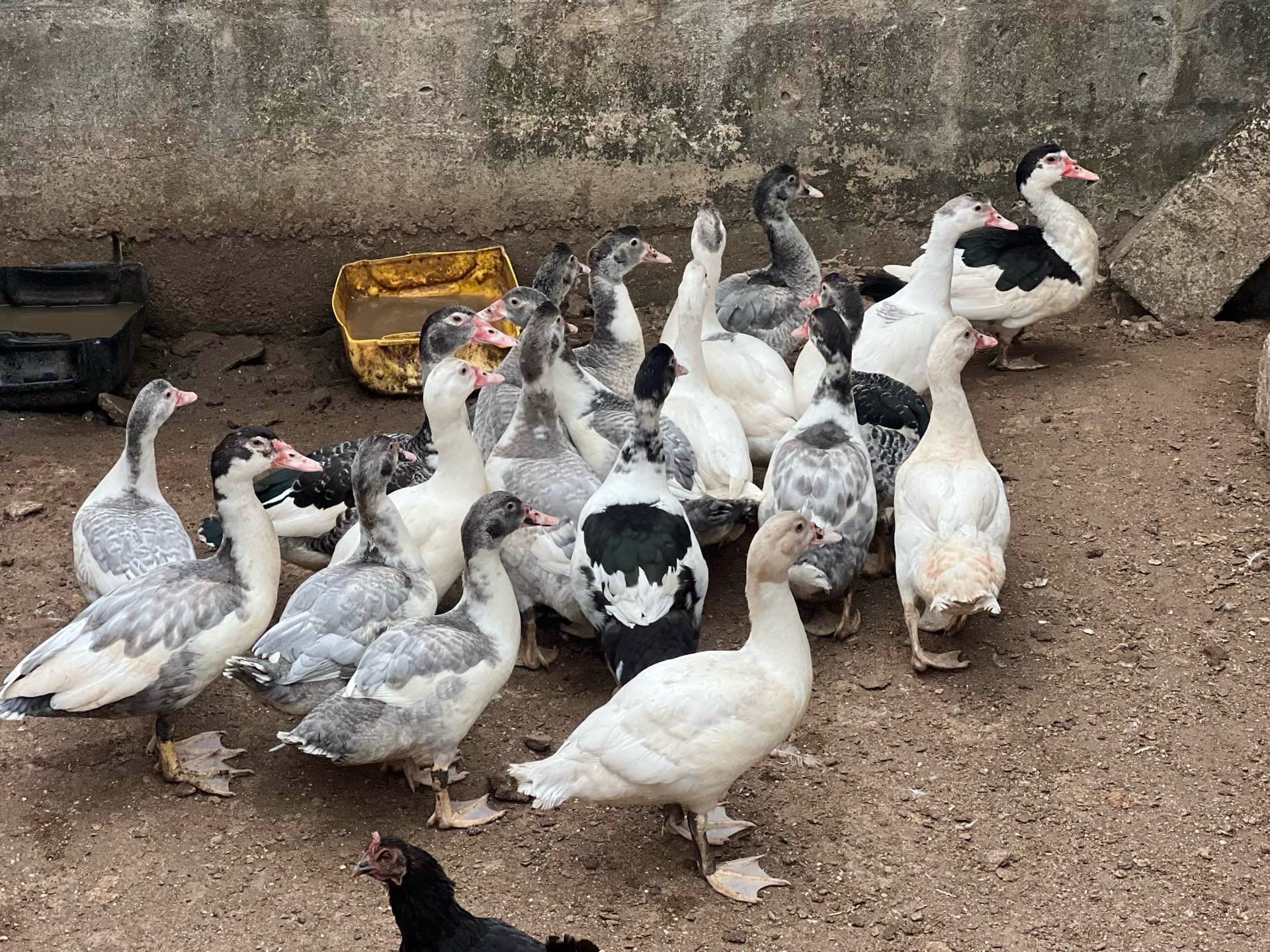 Canard frais ou vivant