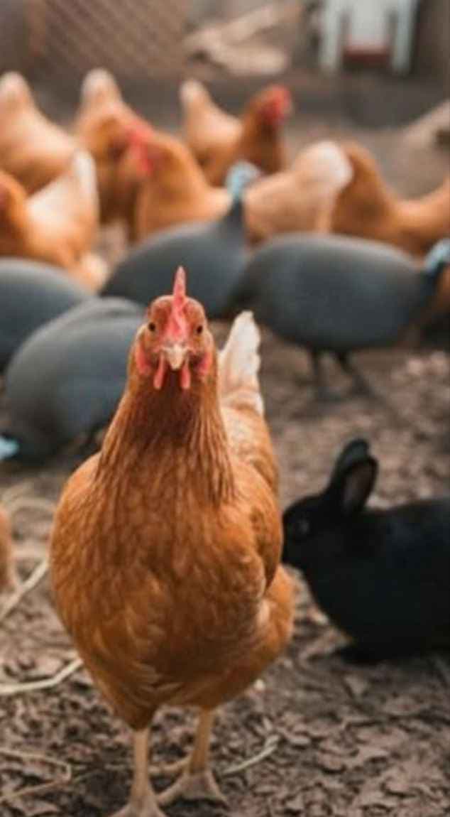 poulets