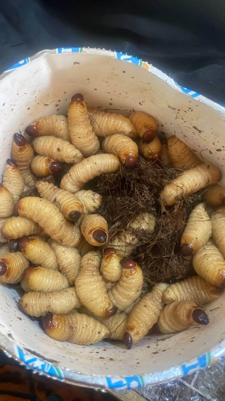 hannetons ( chenilles de palmier comestibles