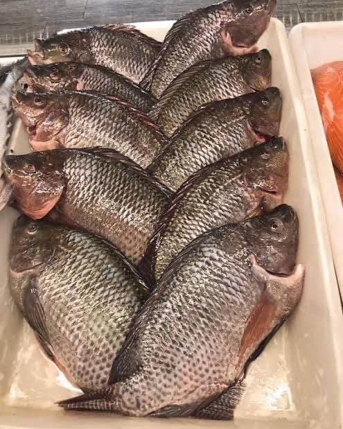 POISSONS DE QUALITÉ – DISPONIBLES