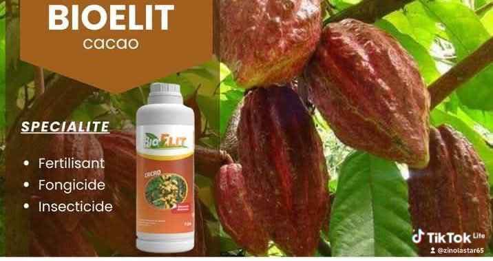 Bioelit cacao