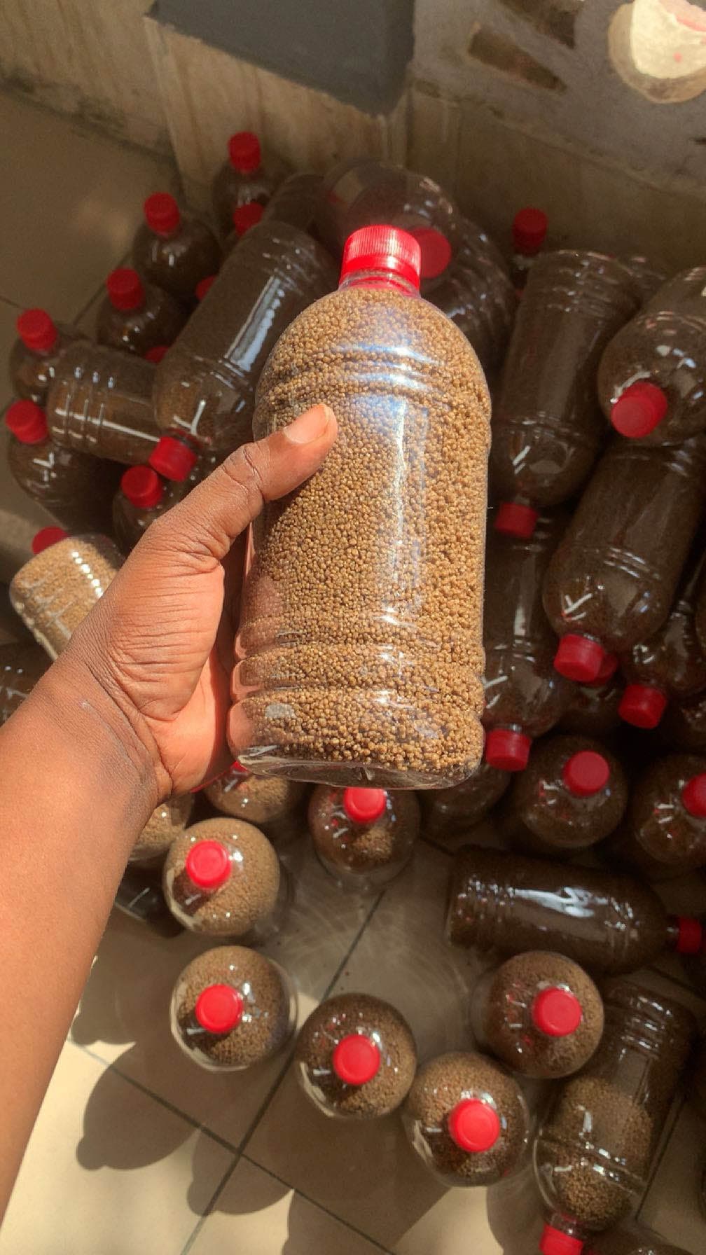 grains de dêguê précuit 800g